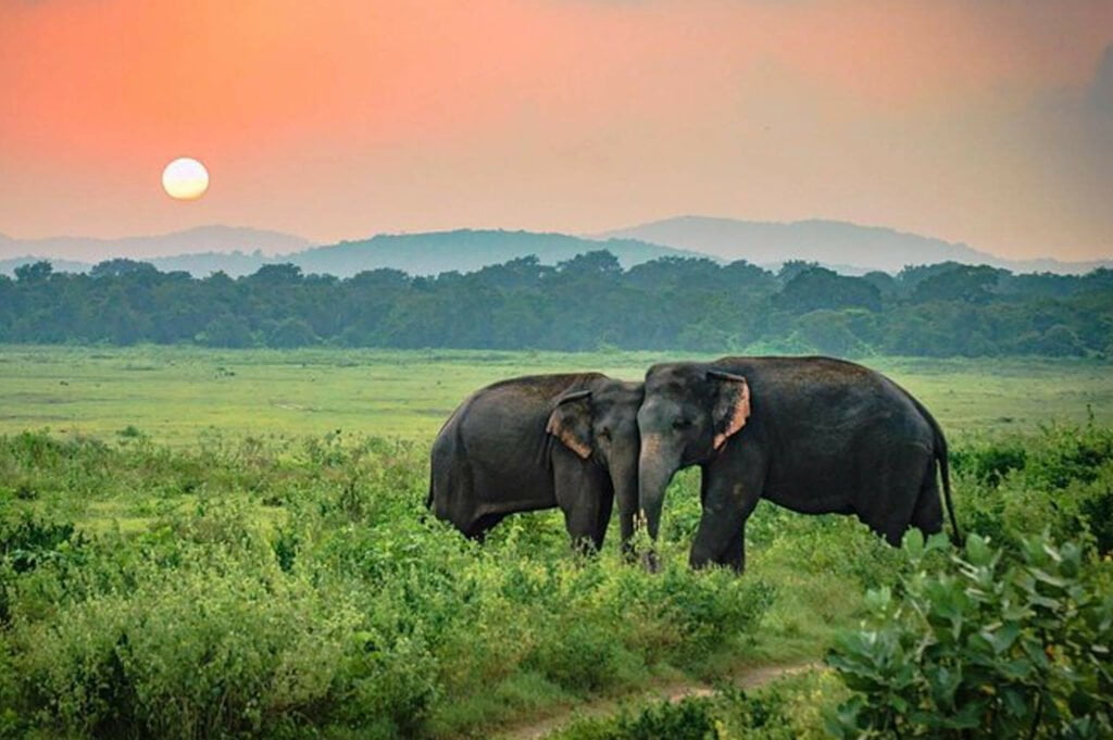 Udawalawe National Park (1)